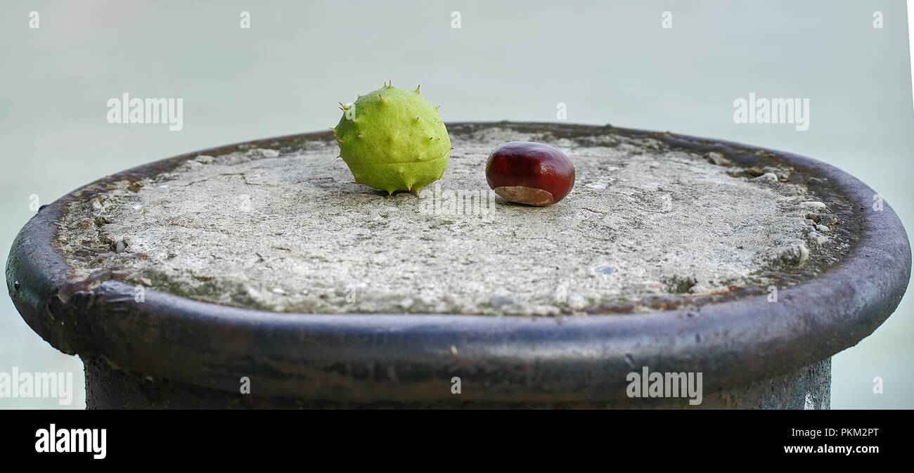 Two chestnuts Stock Photo