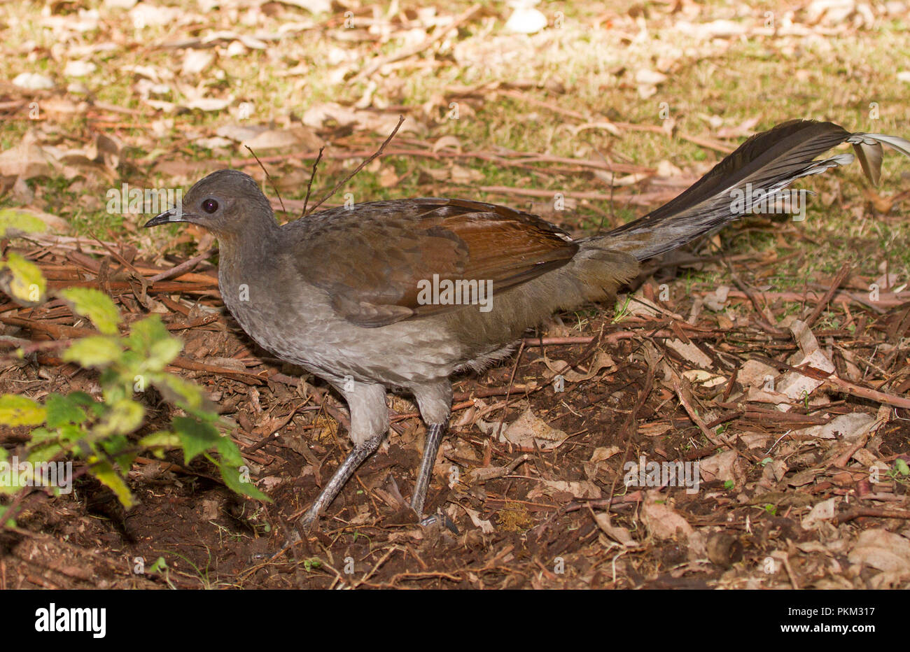 Female Australian superb lyrebird, Menura novaehollandiae, scratching among leaf litter on forest floor in national park near Dorrigo NSW Stock Photo