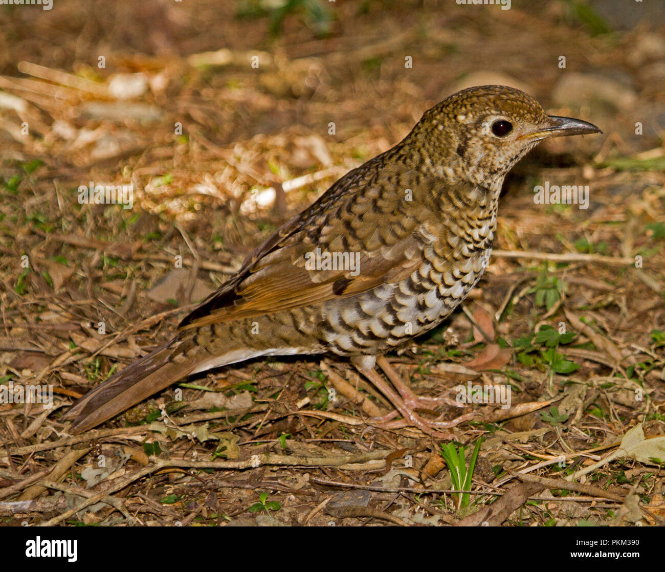 Brown Australian female regent bowerbird Sericulus chrysocephalus on the ground camouflaged among fallen leaves in forest near Dorrigo NSW Stock Photo