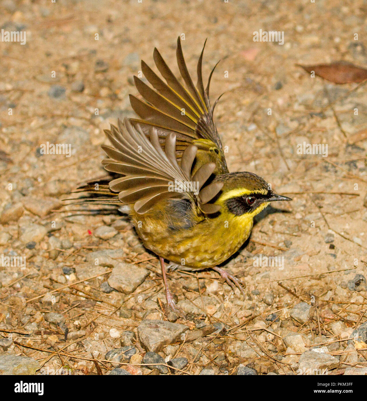 Australian Yellow-browed scrubwren, Sericornis citreogularis, on the ground with wings raised, in a national park near Dorrigo NSW Stock Photo