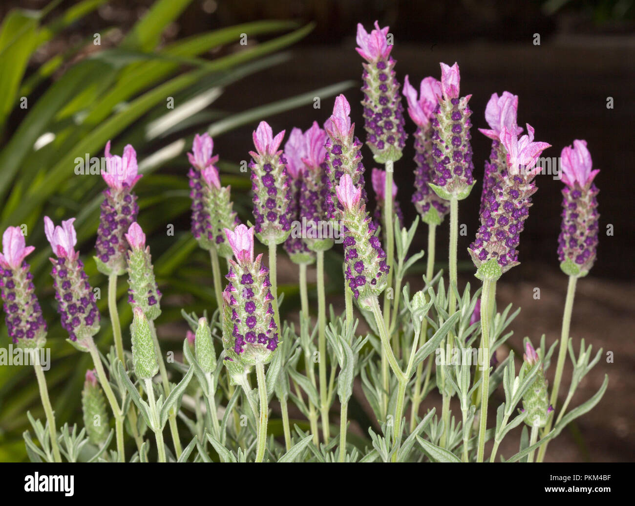 Cluster of pink / purple perfumed flowers and light green leavesof lavender, Lavendula pedunculata 'Blueberry Ruffles', on dark background Stock Photo