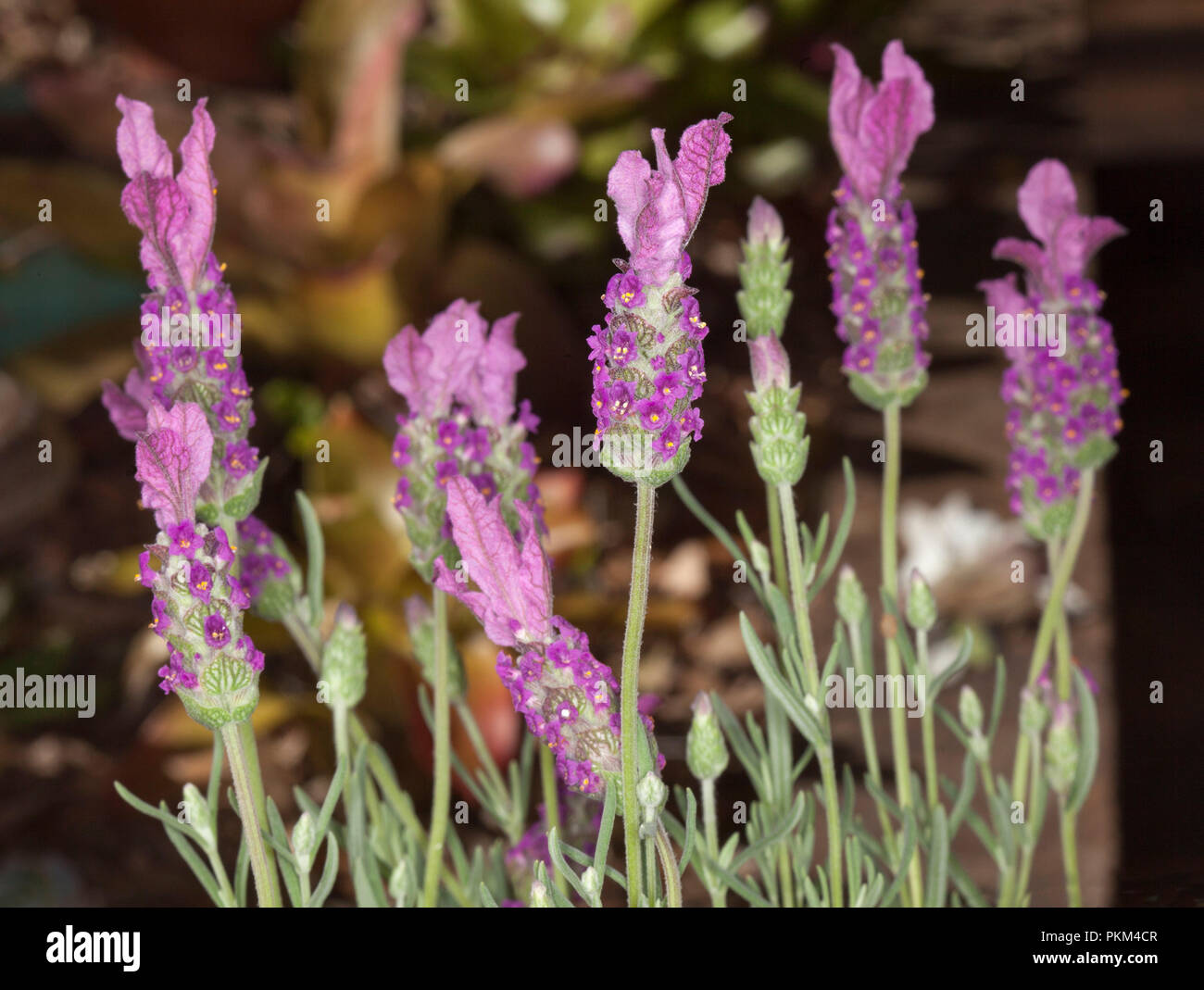 Cluster of pink / magenta perfumed flowers and light green leavesof lavender, Lavendula pedunculata 'The Princess', on dark background Stock Photo