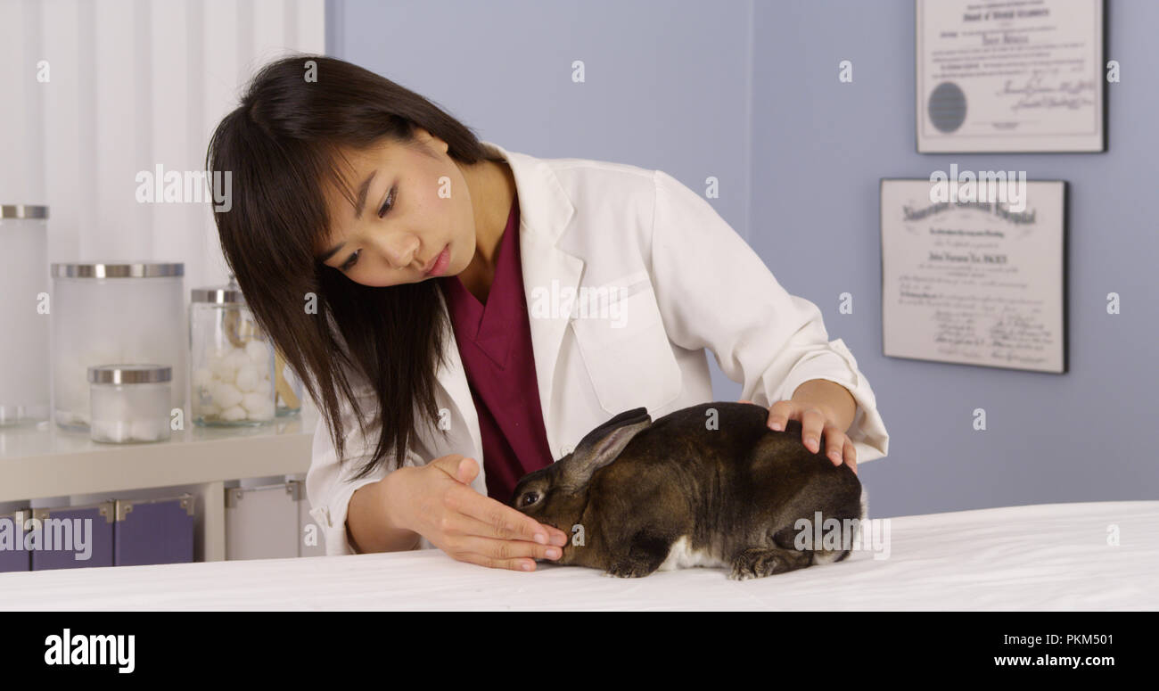 Chinese veterinarian giving rabbit a checkup Stock Photo Alamy