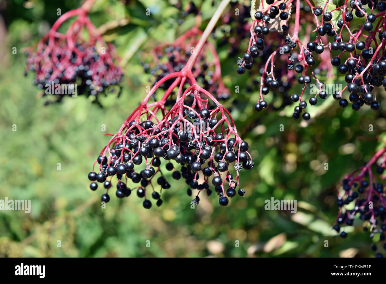 Growing fresh elderberry fruits in the garden Stock Photo Alamy