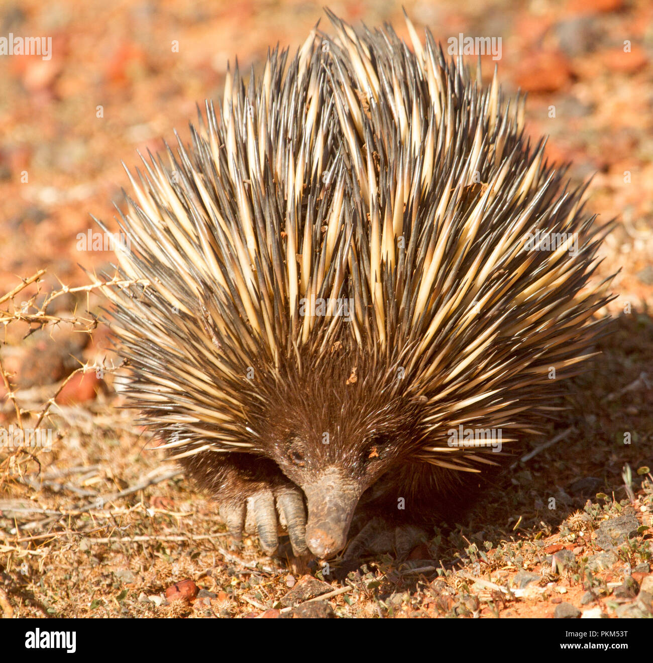 Australian short-beaked echidna, Tachyglossus aculeatus, in the outback south of Cunnamulla Queeensland Stock Photo