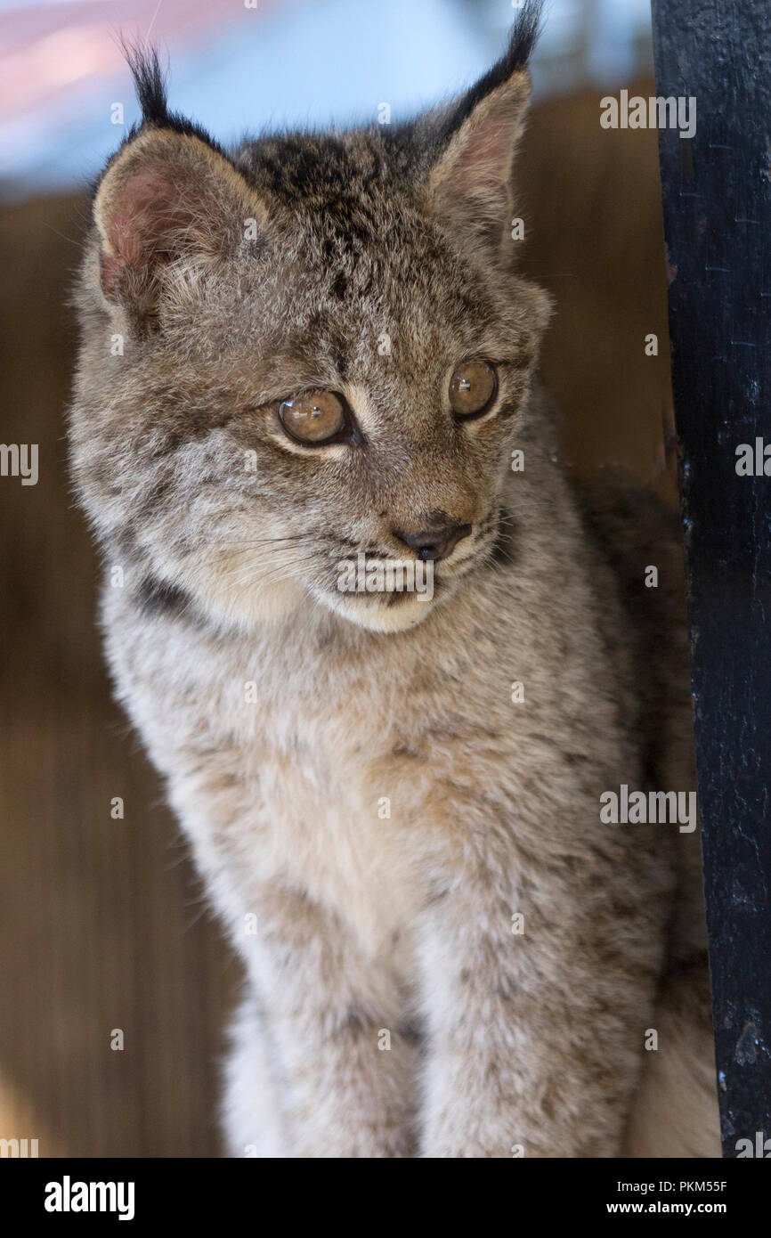 Canadian Lynx peers out from his den Stock Photo