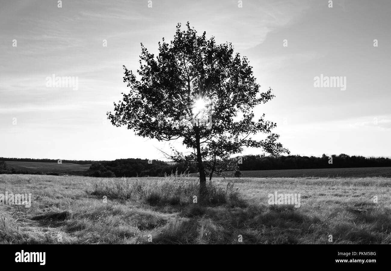 Black And White Lonely Tree