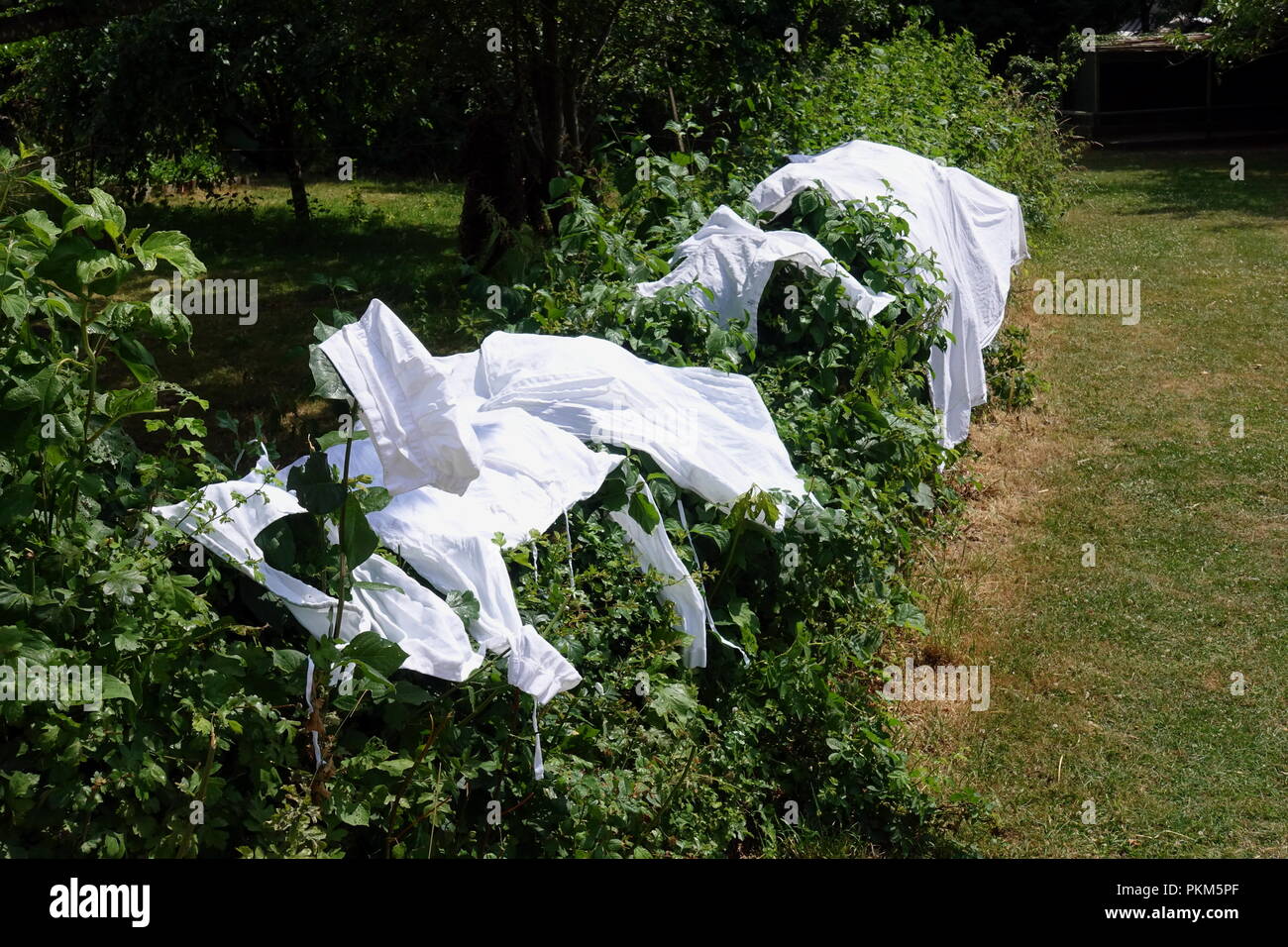 Old fashioned method of drying clothes, with white cotton caps and