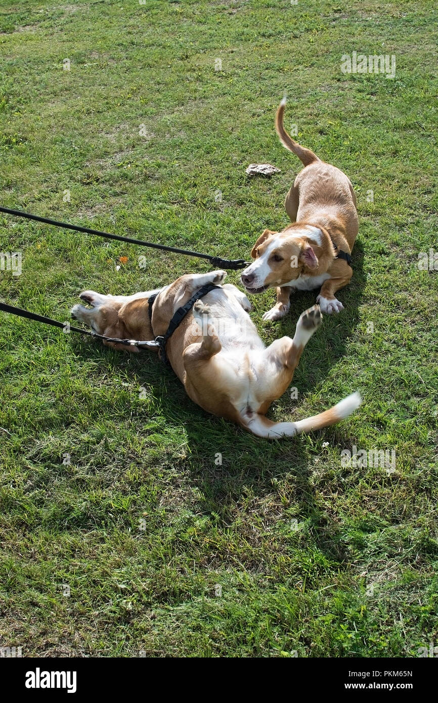 Two mix breed small dogs play and roll in the grass on a dog walk on a sunny day in Stockholm, Sweden. Stock Photo