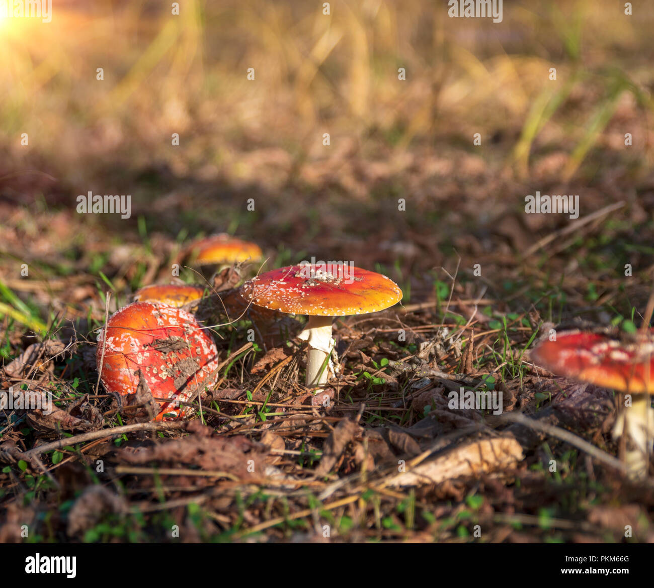 forest meadow with mushrooms in the autumn in the evening, Ukraine Stock Photo