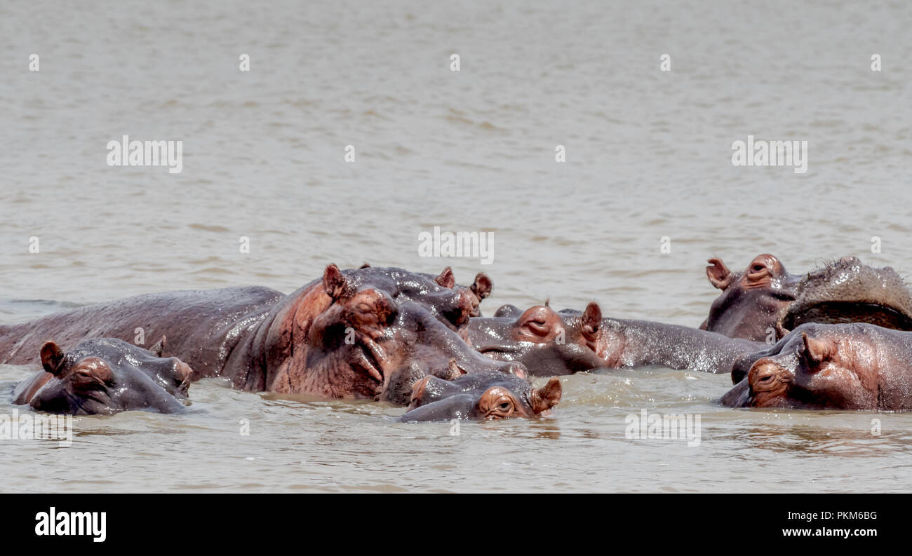 A pod of hippos swimming in South Africa. Stock Photo