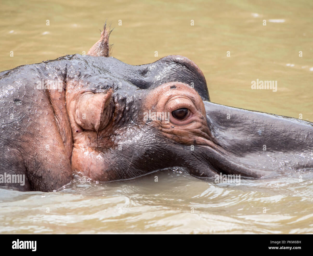 A closeup of a hippo swimming in the St. Lucia Estuary in South Africa. Stock Photo