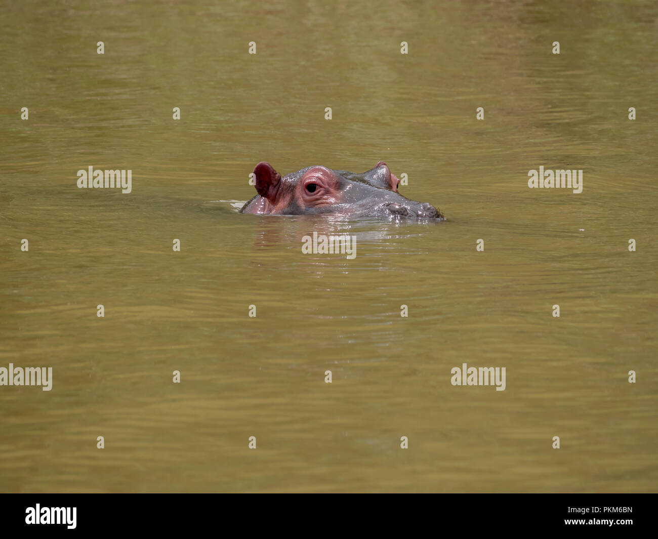 A lone hippo,(hippopotamus) swimming in South Africa. Stock Photo