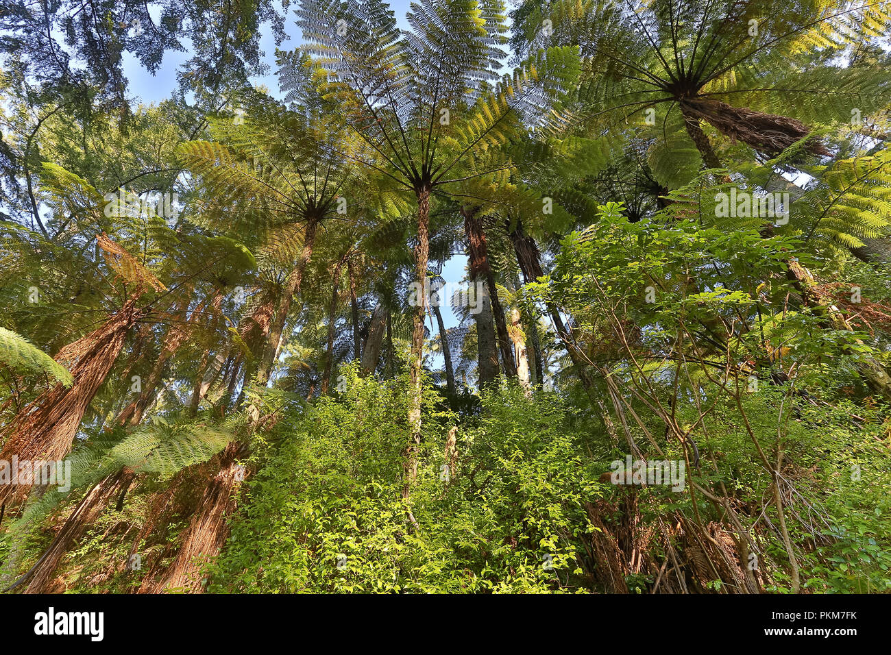 The walkway around the Blue Lake - Rotorua Stock Photo