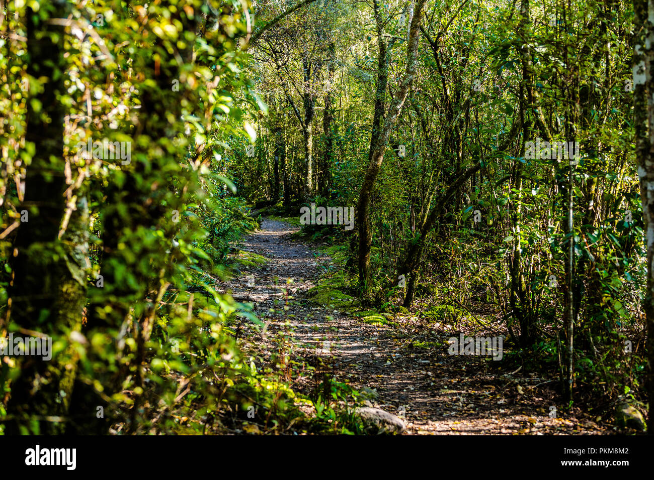 The walkway around the Blue Lake - Rotorua Stock Photo