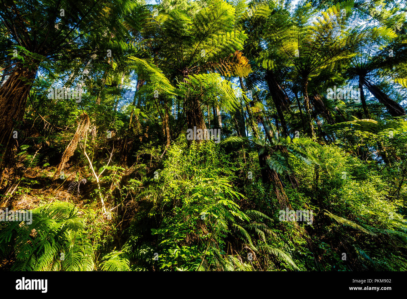 The walkway around the Blue Lake - Rotorua Stock Photo