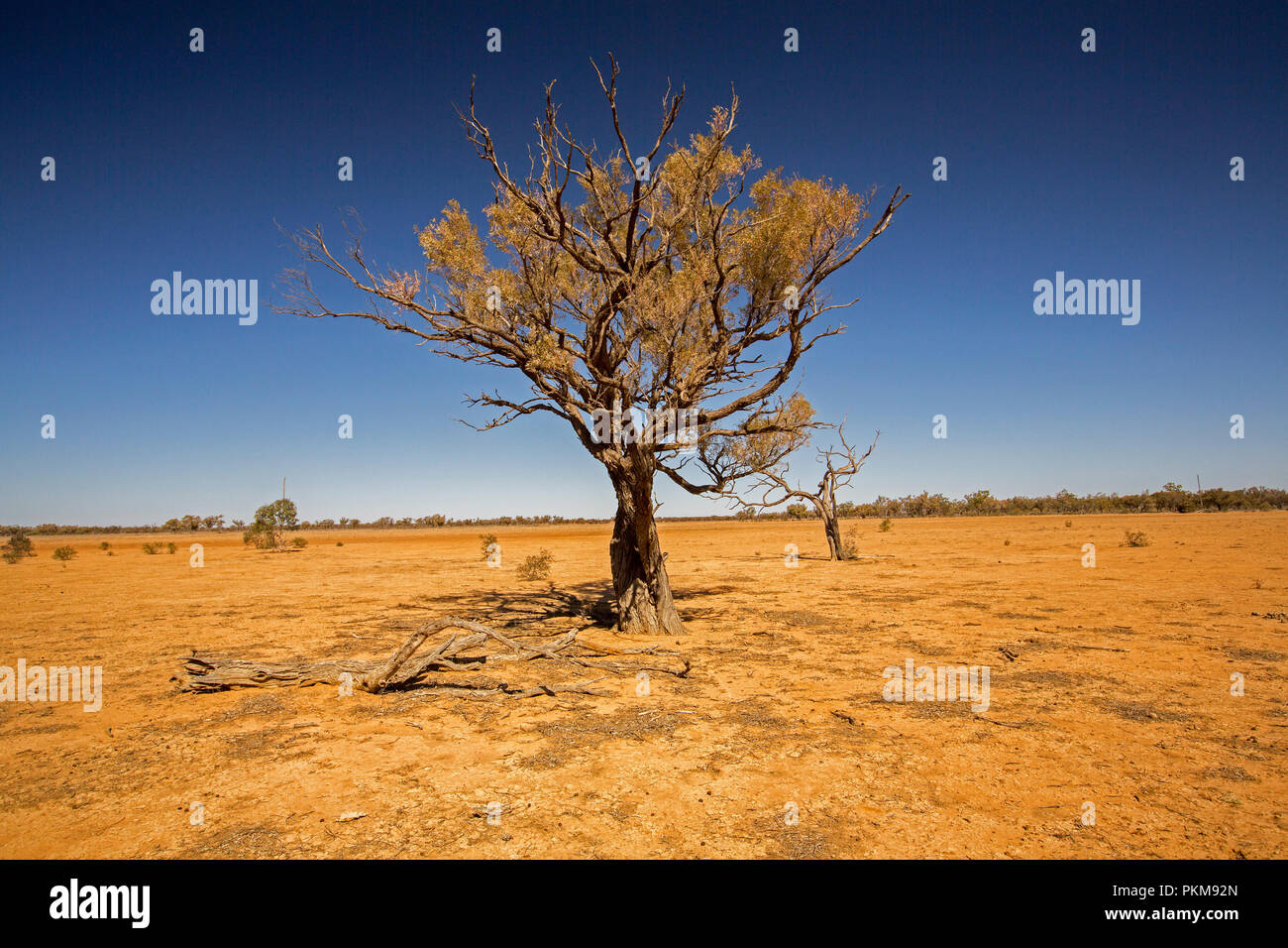 Australian outback landscape during drought with solitary mulga/ acacia  tree rising from barren red plains to blue sky in Queensland Stock Photo