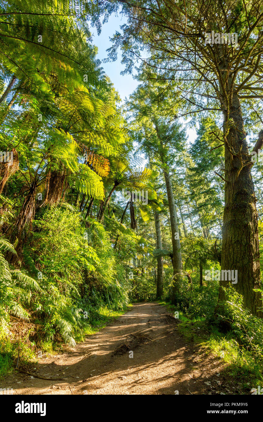 The walkway around the Blue Lake - Rotorua Stock Photo