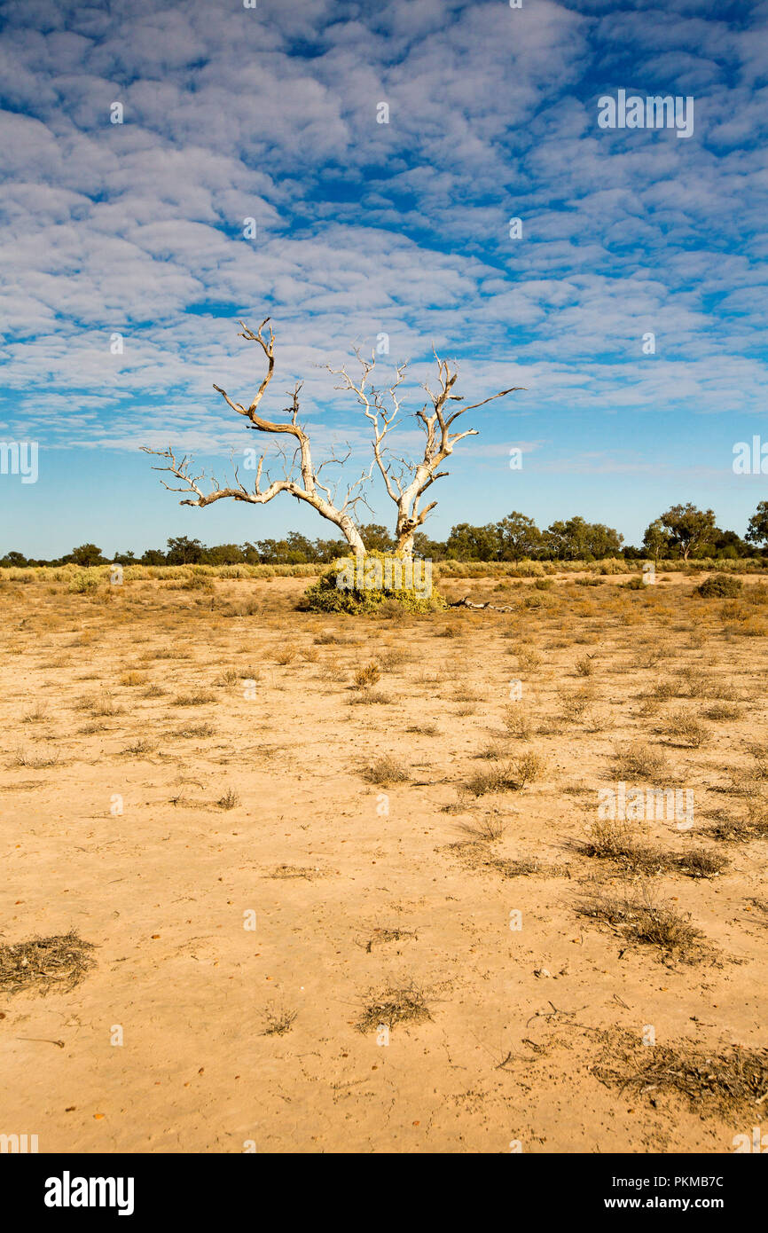 Arid Australian outback landscape during drought with solitary dead tree on barren plains rising into blue sky at Culgoa Floodplains National Park Qld Stock Photo