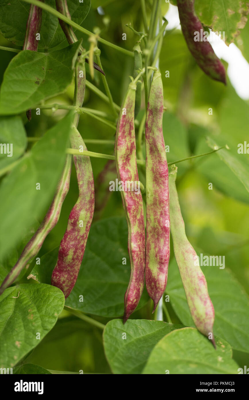 bean pod in the garden, to collect Stock Photo Alamy