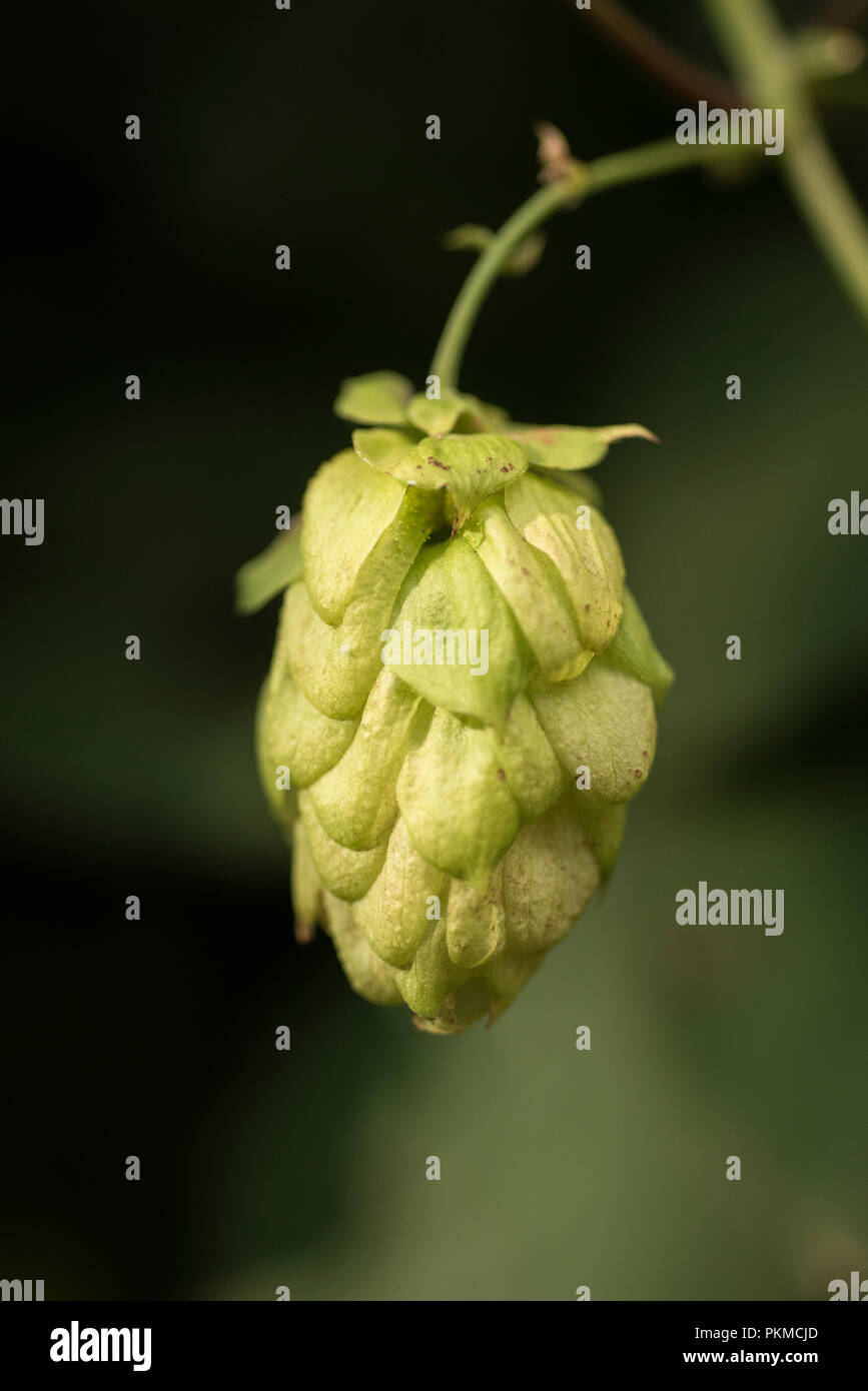 Cones of common hop (Humulus lupulus). anxiety, insomnia and other sleep disorders, restlessness, beer Stock Photo