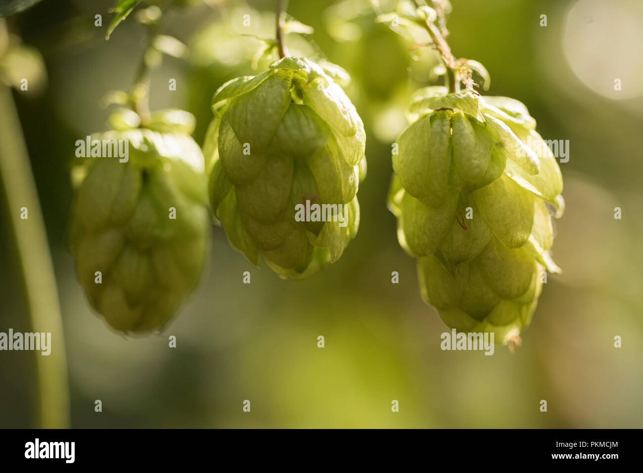 Phytotherapy: use of hop cones Phytotherapy: use of hop cones