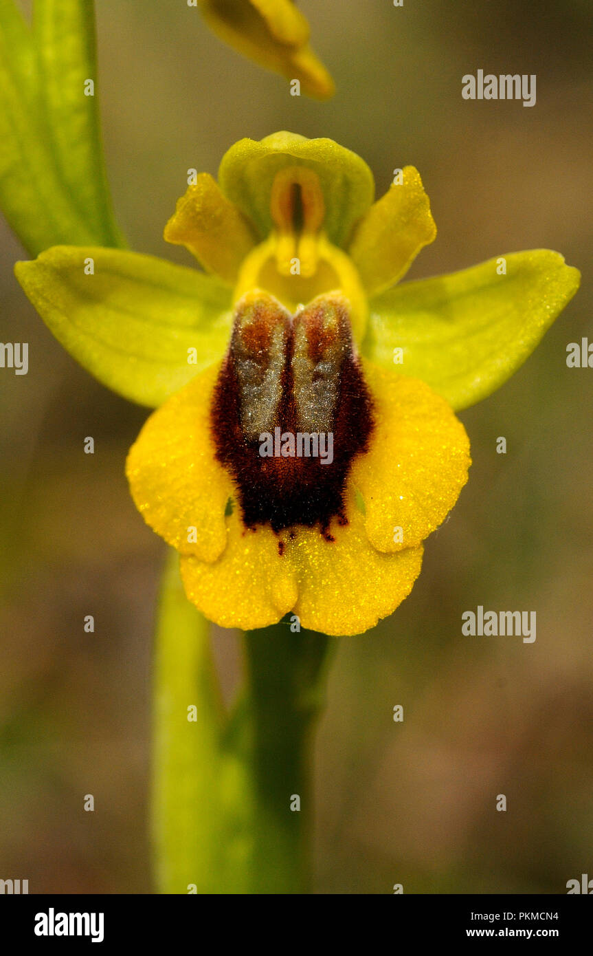 Wild orchid called Yellow Ophrys (Ophrys lutea) Stock Photo