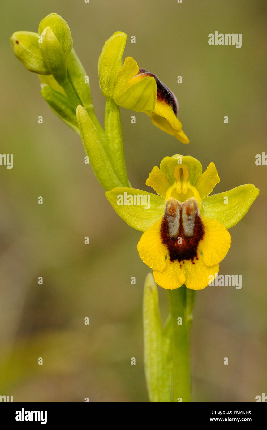 Wild orchid called Yellow Ophrys (Ophrys lutea) Stock Photo