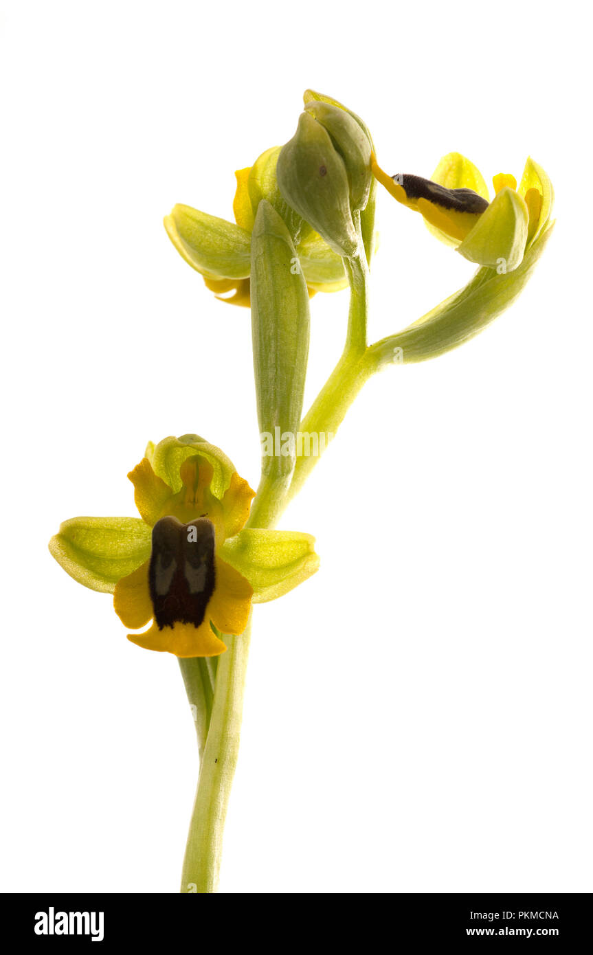 Wild orchid called Yellow Ophrys (Ophrys lutea), white background Stock Photo