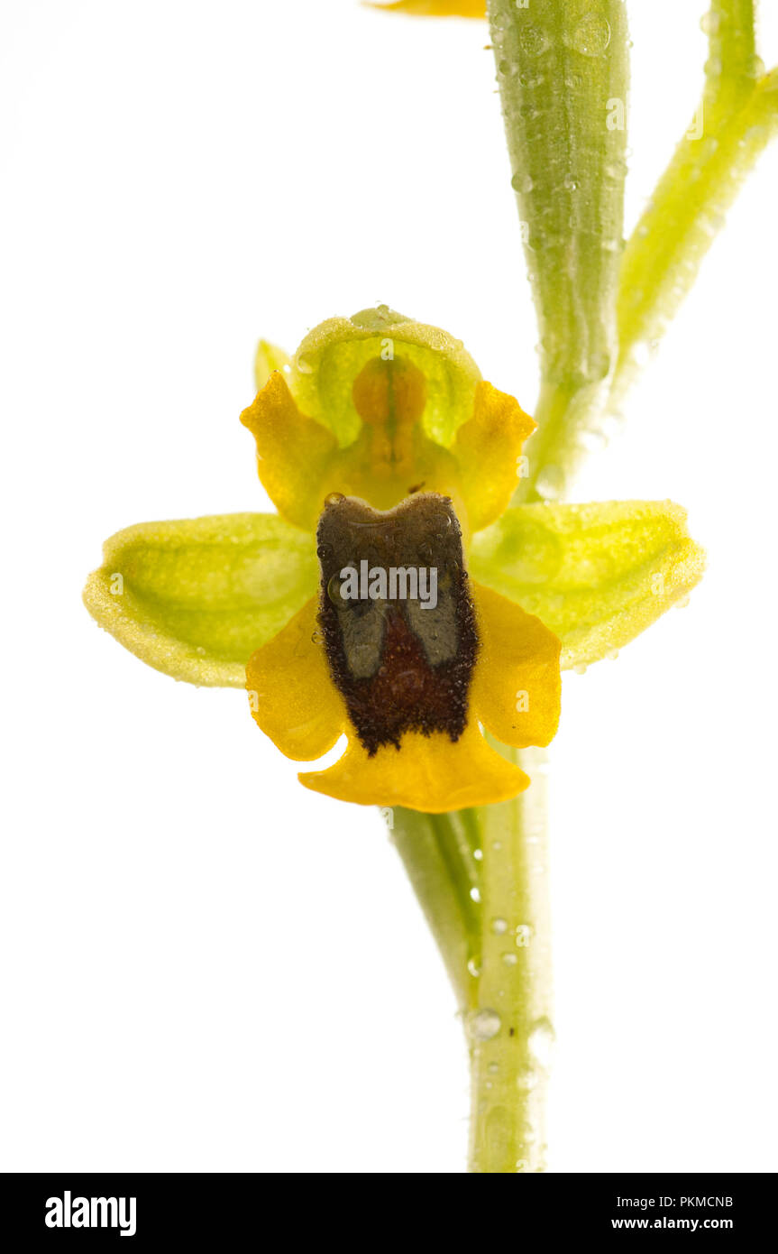 Wild orchid called Yellow Ophrys (Ophrys lutea), white background Stock Photo