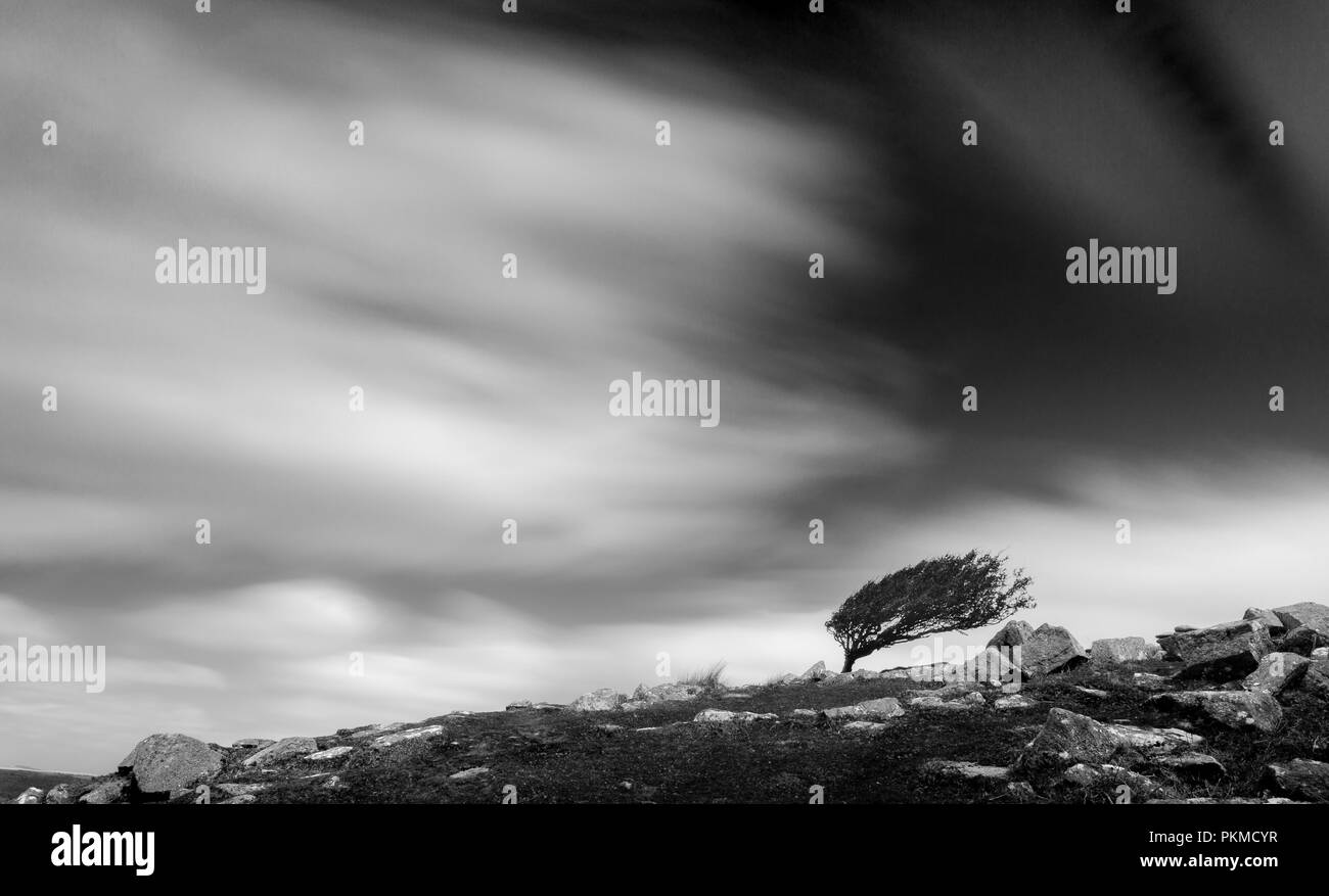 Tree in barren landscape, Bodmin Moor, Cornwall Stock Photo