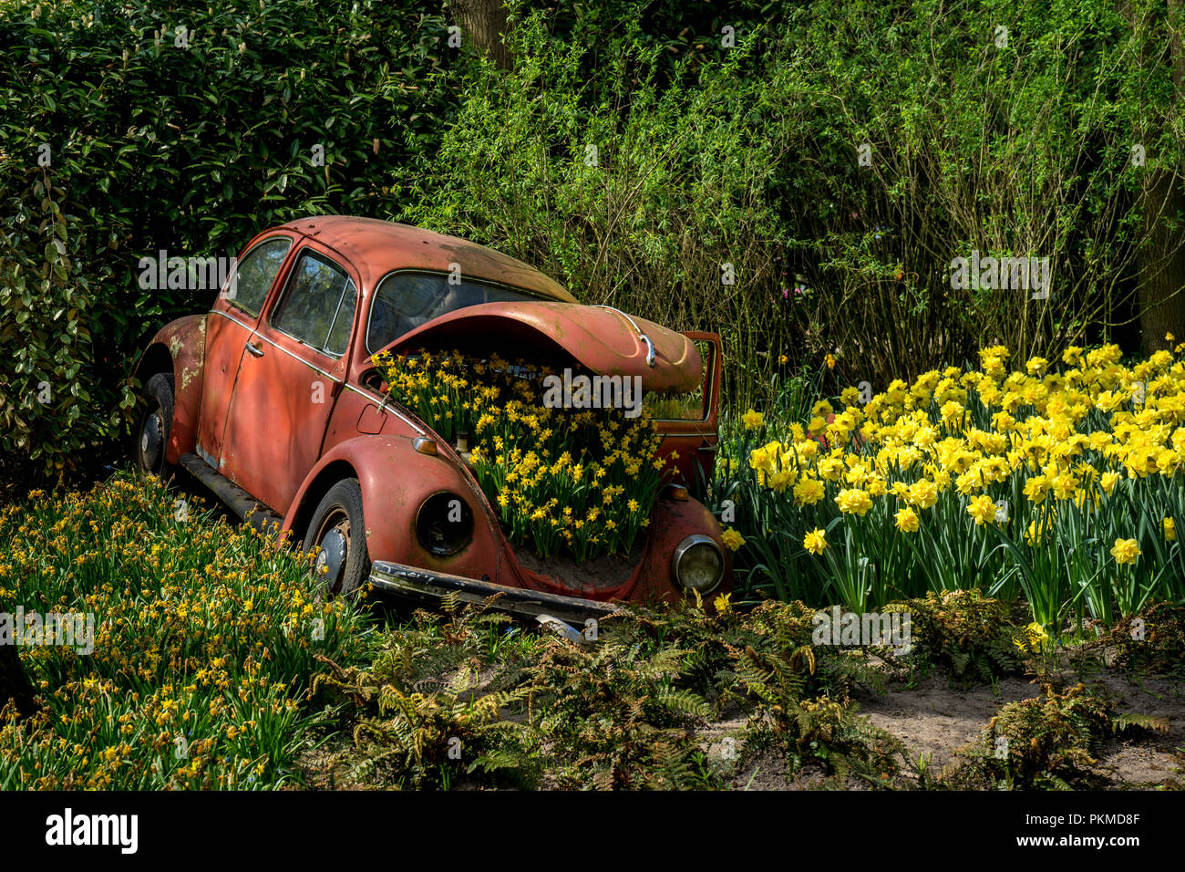 Lisse, Netherlands - 22 April:tulips on red volkswagen beetle at  Keukenhoff, Tulip Gardens Stock Photo