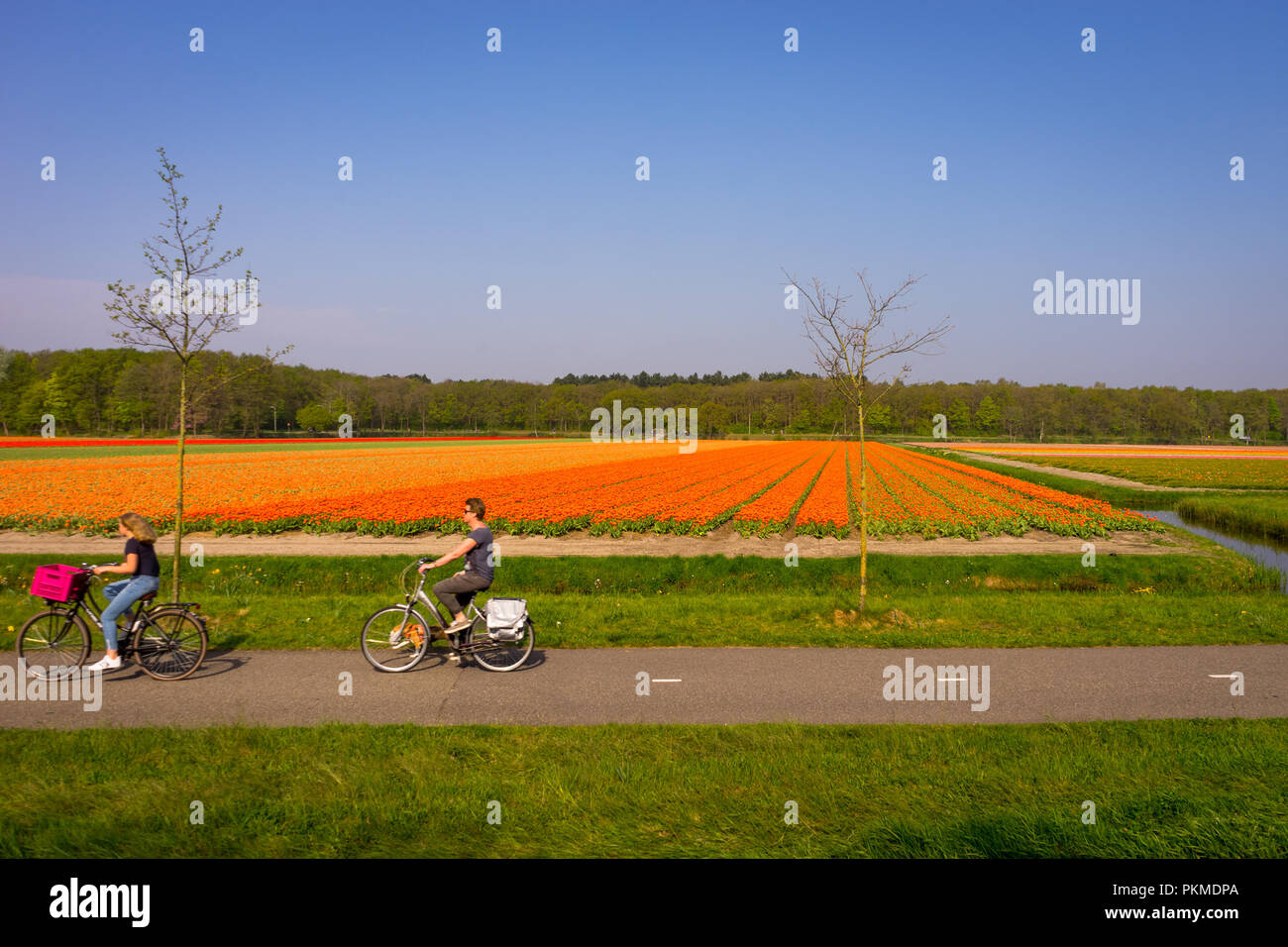 Leiden, Netherlands - 22 April 2018:  People cycling in front of a tulip field Stock Photo