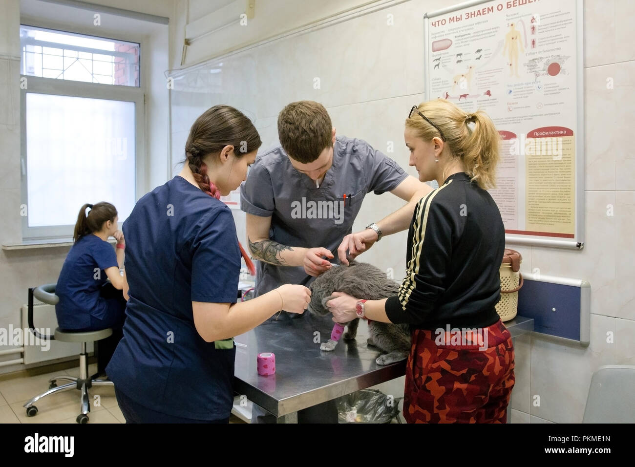 Cat at a veterinarian on examination and medical procedures. Cat in the