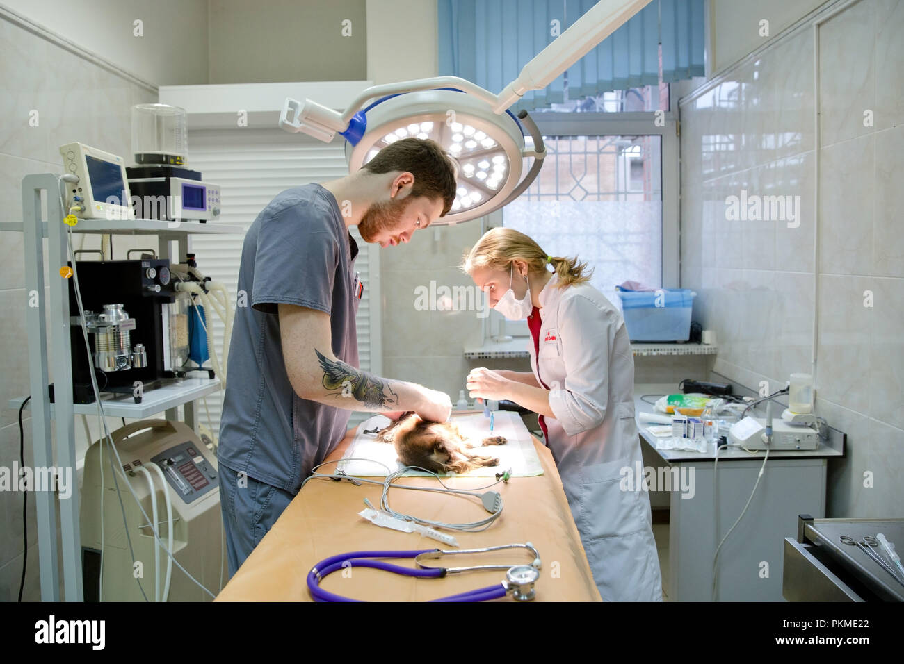 Veterinarians prepare the dog for surgery. Operating room with medical