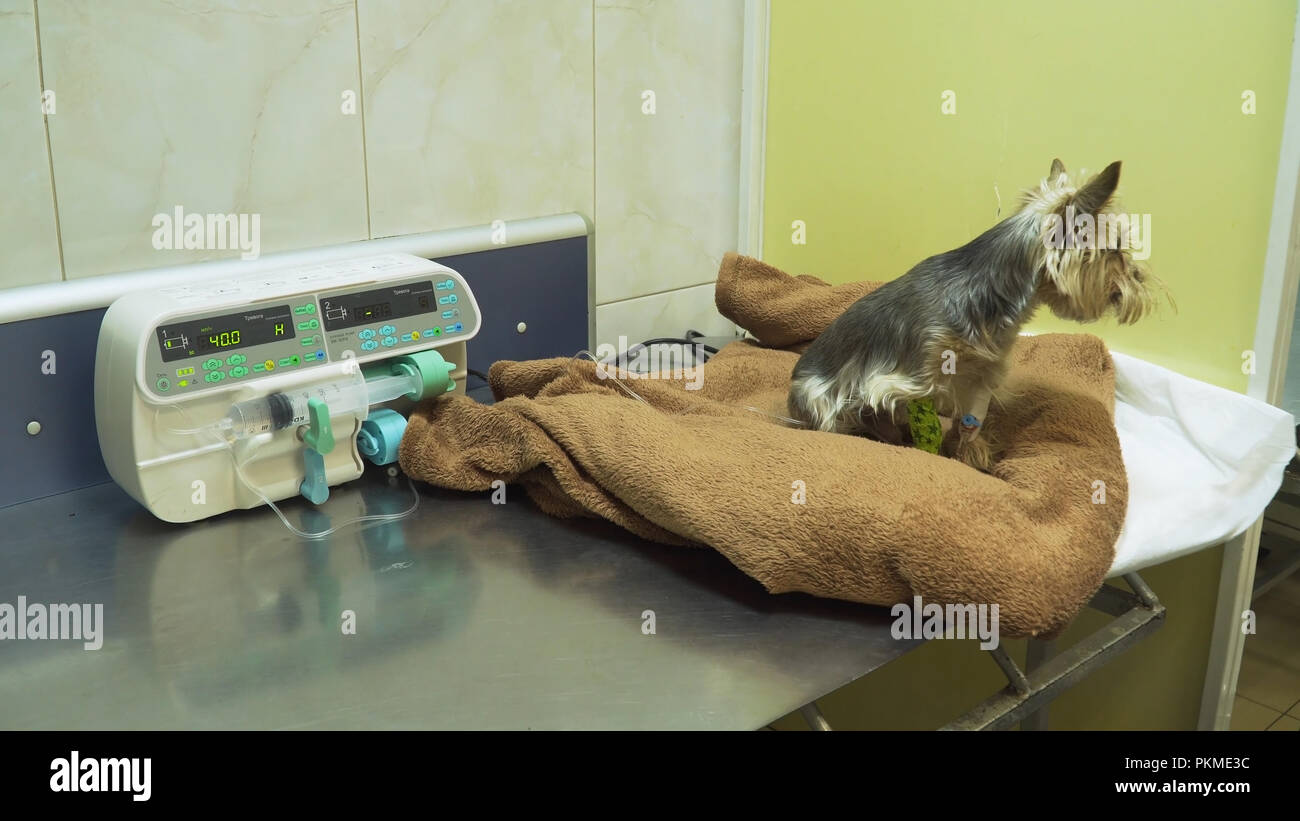 Dog with an intravenous infusion drip in a vet at the clinic. Dog with