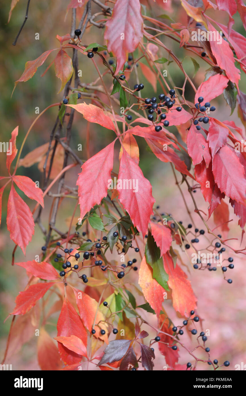 Virginia creeper in autumn Stock Photo Alamy