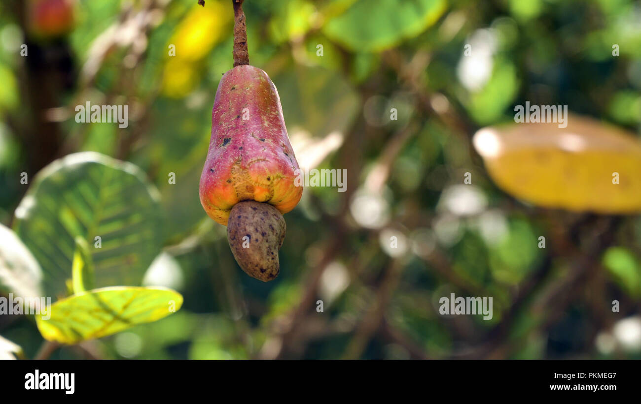 Cashew fruits with nut Anacardium occidentale growing on a tree.Cashew