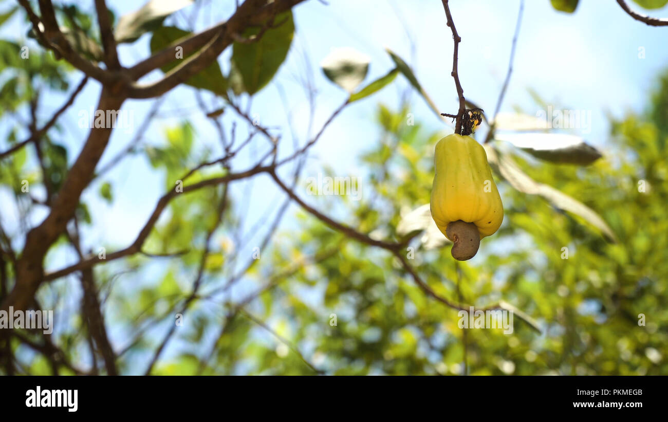 Cashew fruits with nut Anacardium occidentale growing on a tree.Cashew