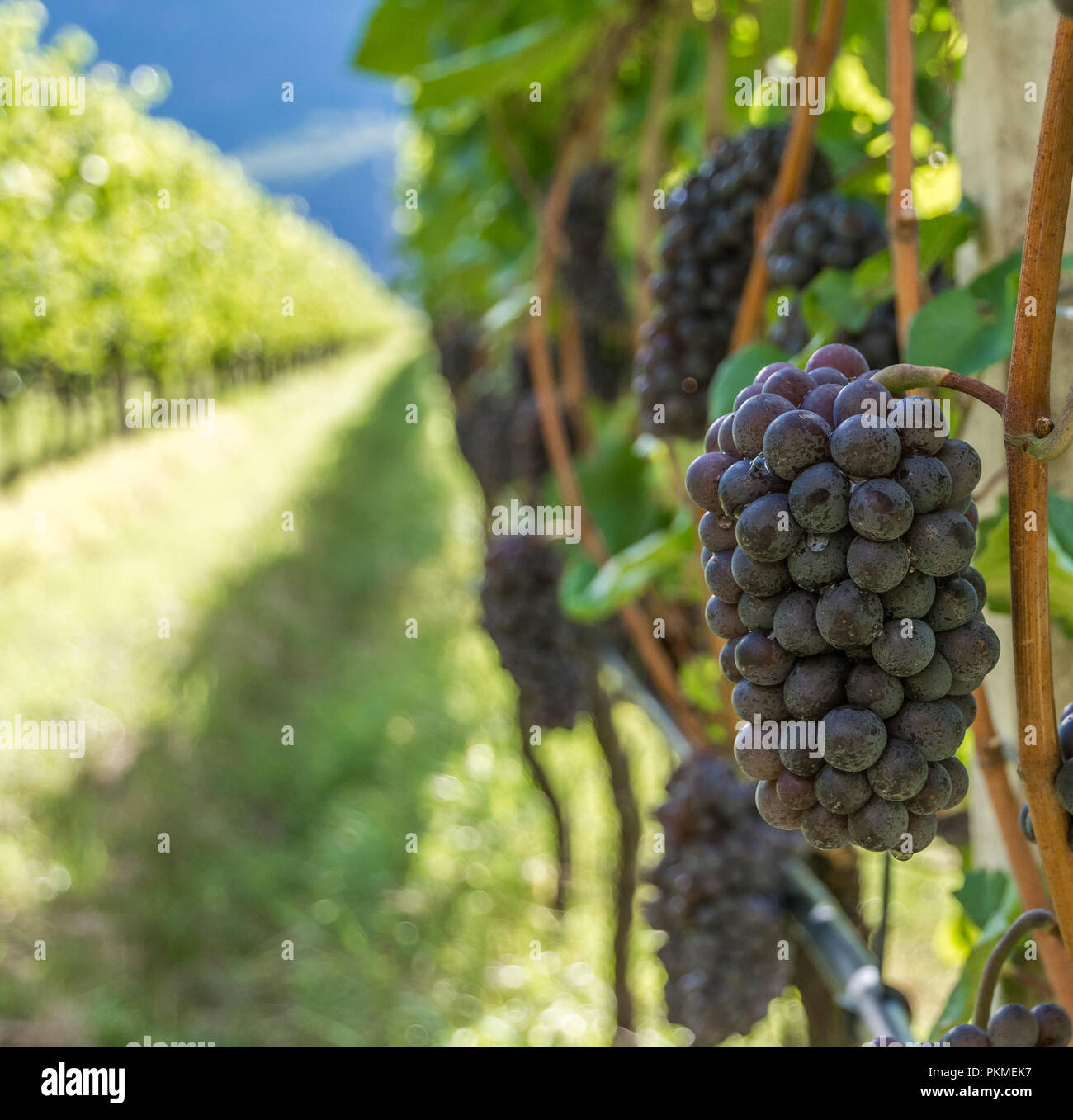 Pinot Grigio grape variety. Pinot Grigio is a white wine grape variety