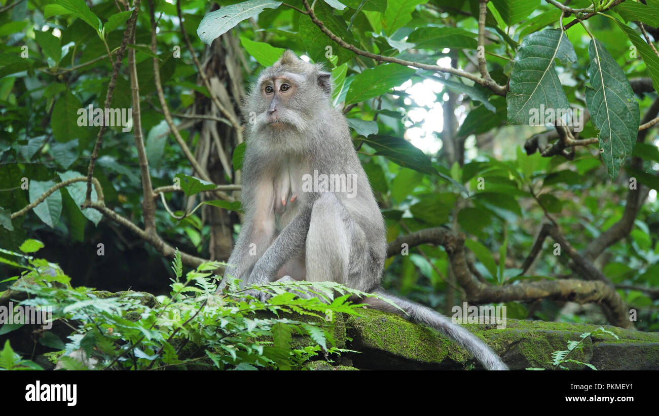 Monkey macaque in the rain forest. Monkeys in the natural environment ...