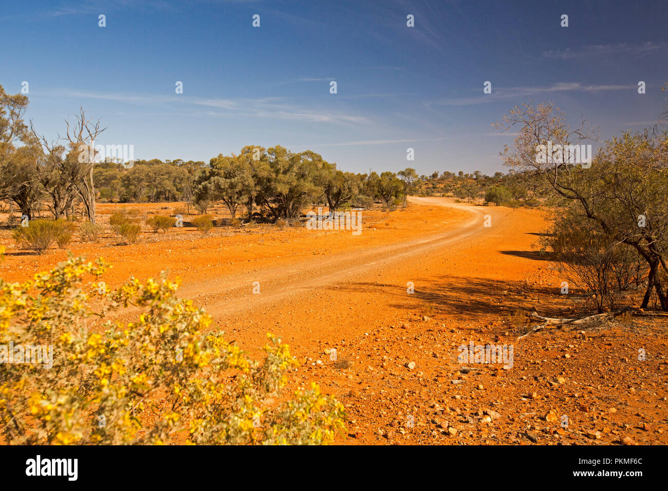 Colourful Australian outback landscape with red dirt road hemmed by low bushland and golden wildflowers under blue sky during drought Stock Photo