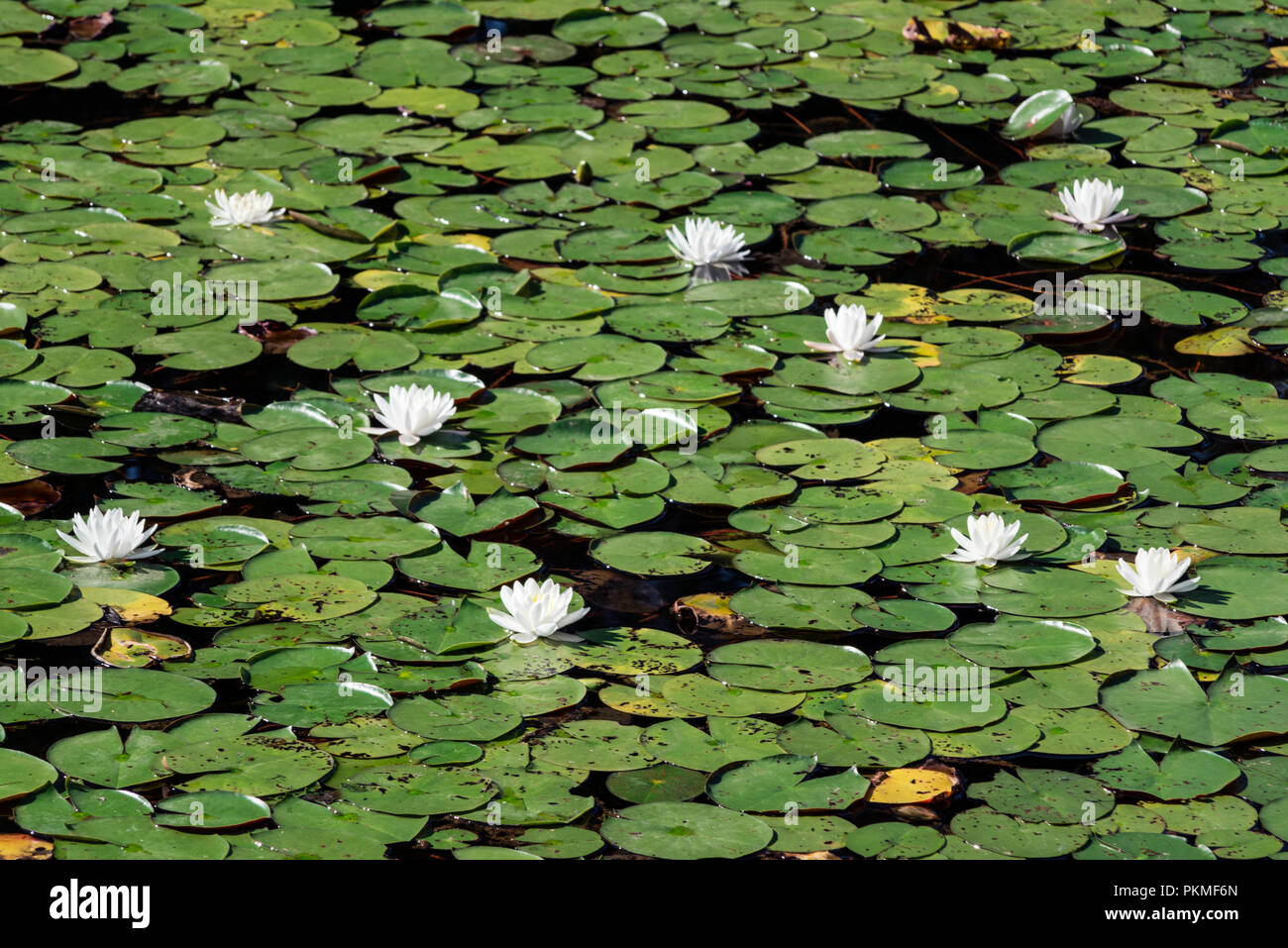 Flowering waterlily. Stock Photo
