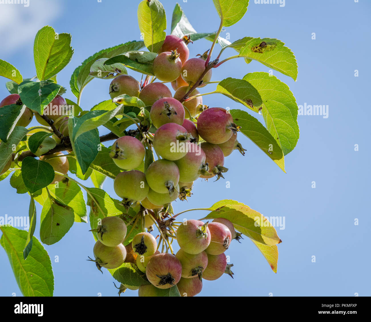 Wild apple branch. Malus sylvestris esemplar. Close-up showing fruit and leaves.European crab apple Stock Photo