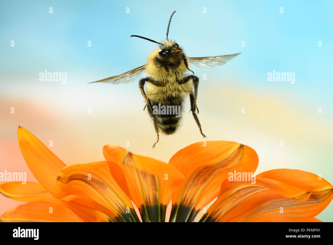 Common Carder-bee (Bombus pascuorum), in flight, at Gazania (Gazania), Germany Stock Photo