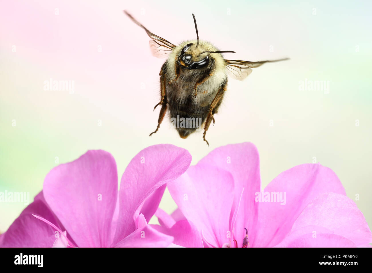 Shrill carder bee (Bombus sylvarum), in flight, at Geranium, Germany Stock Photo