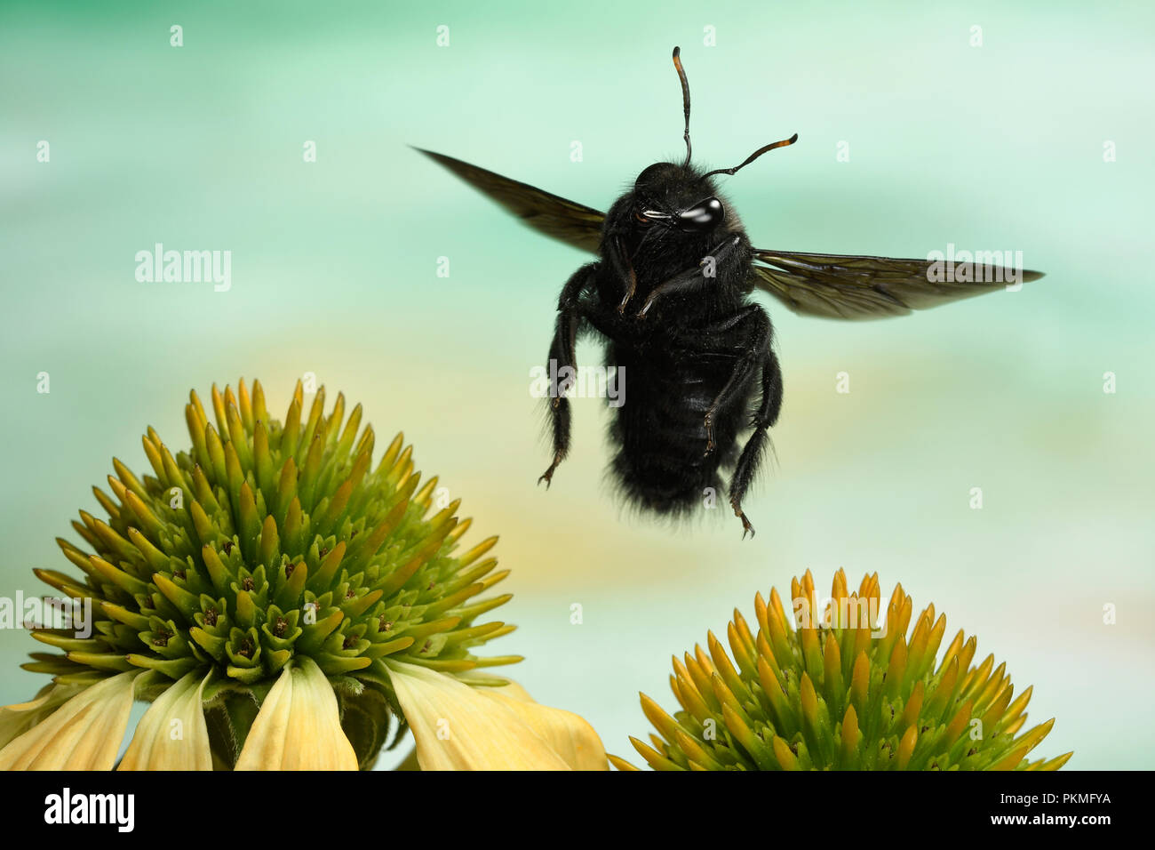 Violet carpenter bee (Xylocopa violacea), in flight, at Echinacea, Germany Stock Photo