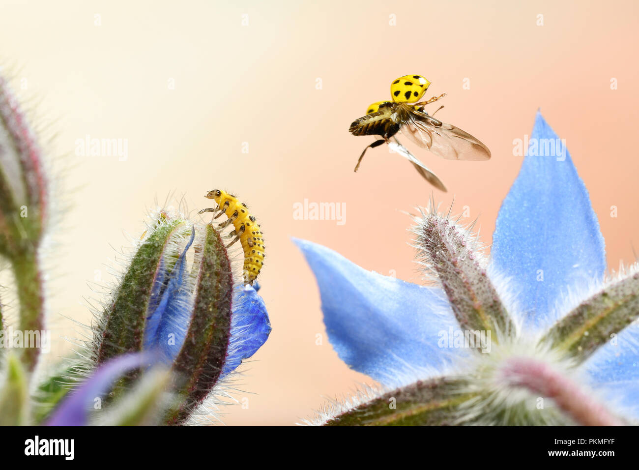 22-spot ladybird (Psyllobora vigintiduopunctata) in flight, larva, borage blossom, Germany Stock Photo