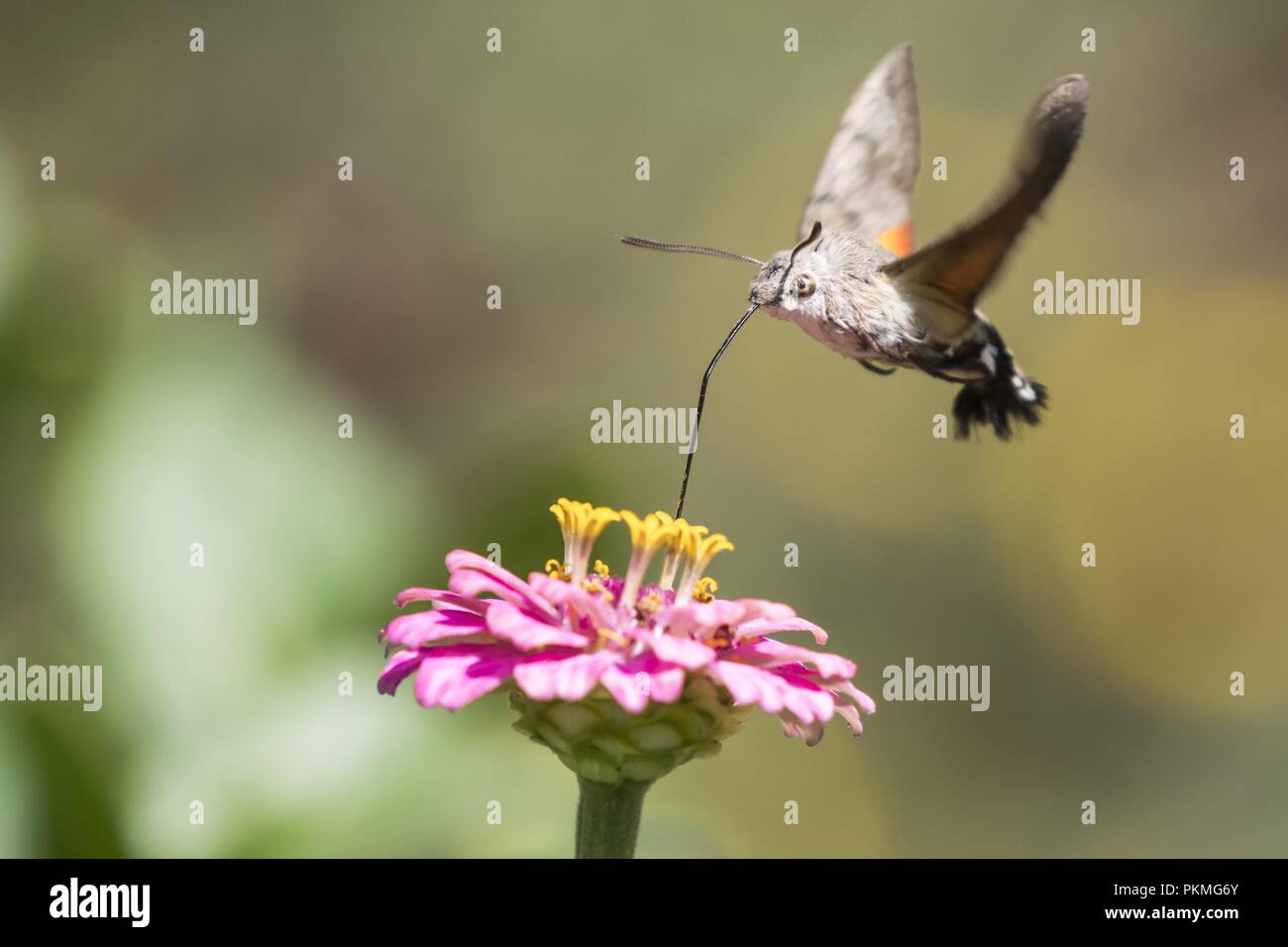 Hummingbird hawk-moth (Macroglossum stellatarum), ingesting in flight, at Zinnia blossom (Zinnia elegans), Hesse, Germany Stock Photo