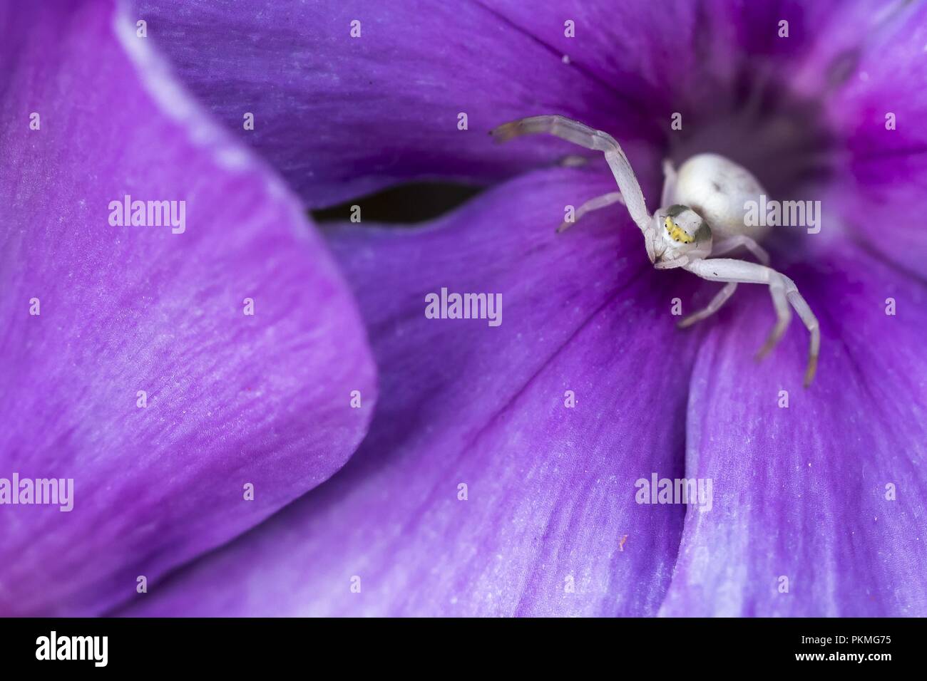 Goldenrod crab spider (Misumena vatia) in purple flower, Phlox (Phlox paniculata), Hesse, Germany Stock Photo